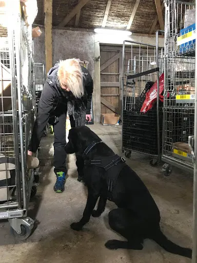 DOG NOSE ACADEMY Szkolenie i tresura psów, behawiorysta zwierzęcy, przedszkole dla szczeniąt